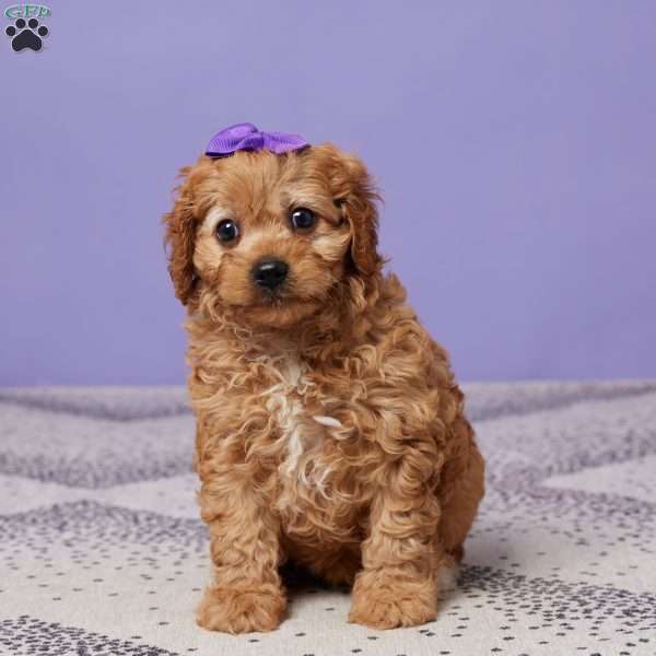 Hazel, Cavapoo Puppy